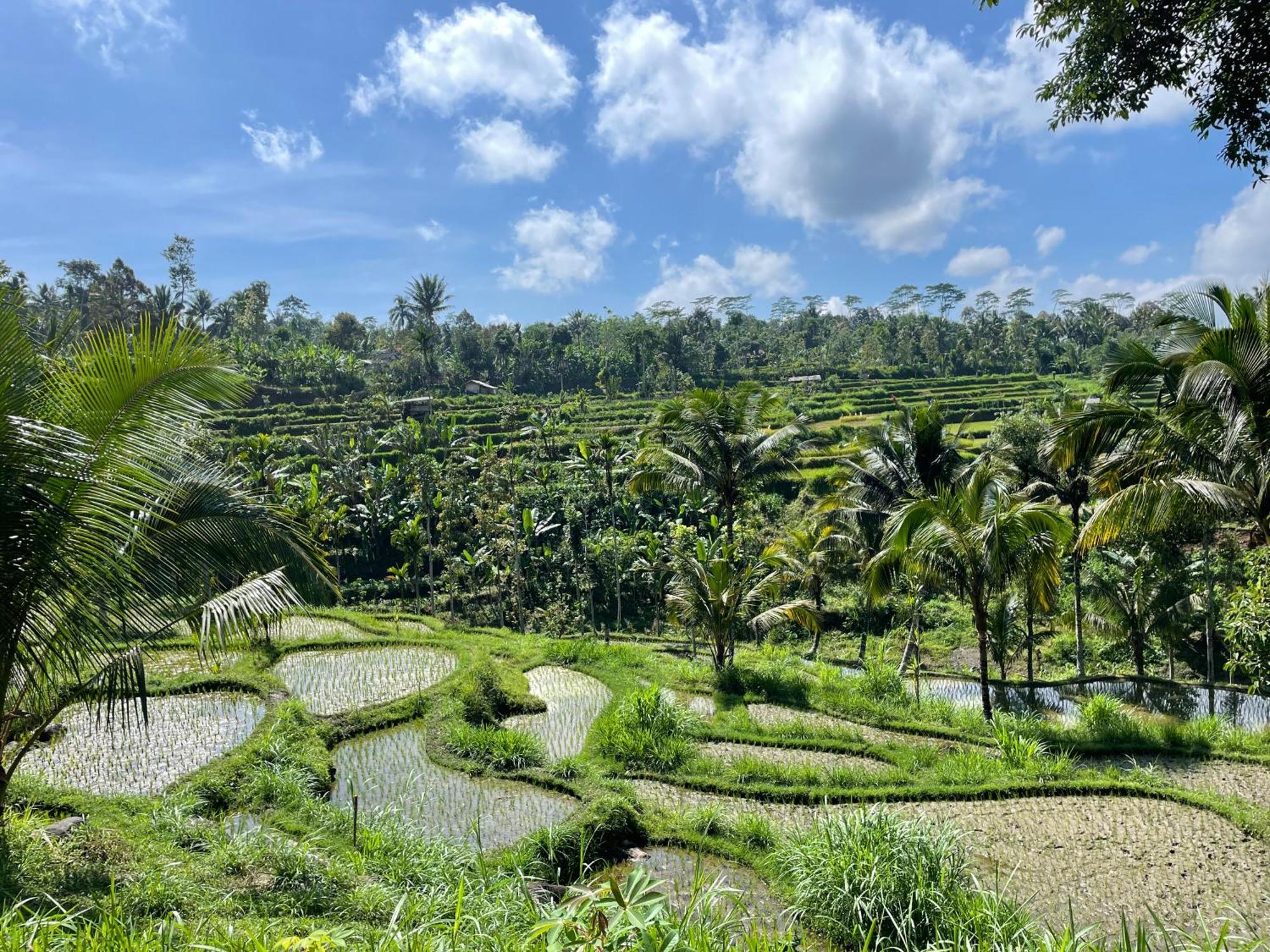 Serenity Lodge Tetebatu Lombok المظهر الخارجي الصورة